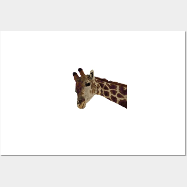 Zoo Animal Giraffe Portrait Wall Art by oknoki